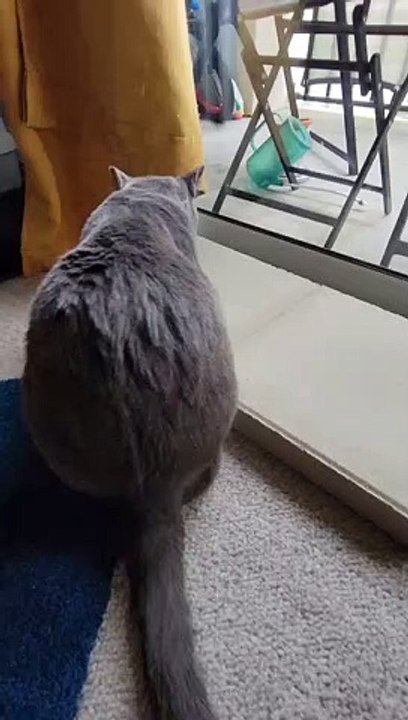 Chat en béton