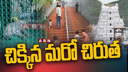 తిరుమల కాలిబాట మార్గంలో చిక్కిన మరో చిరుత !! __ Operation Cheetah in Tirumala __ ABN Telugu-Segment 1