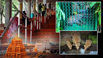 Tirumalaలో చిక్కిన మరో చిరుత.. ఇంకా మూడు Cheetahs మిగిలి ఉన్నాయి | Telugu Oneindia