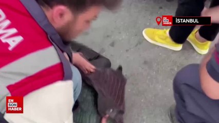 İstanbul'da jandarmadan tarihi eser kaçakçılarına operasyon