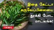 கருவேப்பிலையில் உள்ள மருத்துவ குணங்கள் | Karuveppilai Health Benefits in Tamil | Oneindia Tamil