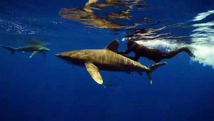Ocean adventure with Steve Backshall