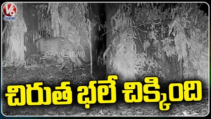 Camera Visuals Of Cheetah Captured In Cage _ V6 News (4)
