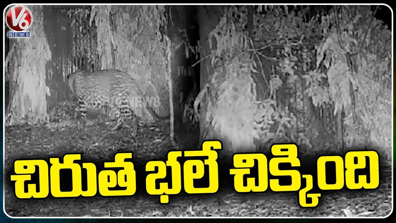 Camera Visuals Of Cheetah Captured In Cage _ V6...