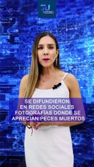 Se difunden fotografías de peces muertos en la laguna de Cajititlán, autoridades dieron a conocer las causas   #TuNotiReel