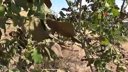 La chaleur du désert dessèche les arbres fruitiers