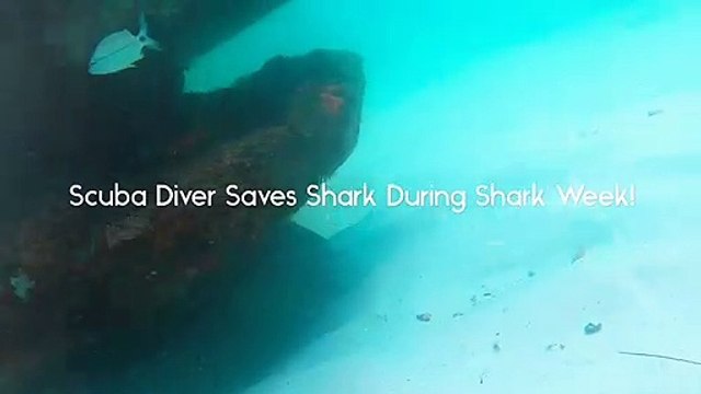 فيديو يوثق عملية إنقاذ غواص أمريكي لسمكة قرش عالقة بخطاف سنارة صيد