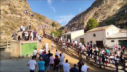 Una vaca se escapa en el 5º Encierro de El Pilón de Falces
