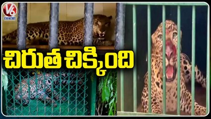 Forest Officers Keep Cages To Capture Leopard _ Tirupati _ V6 News
