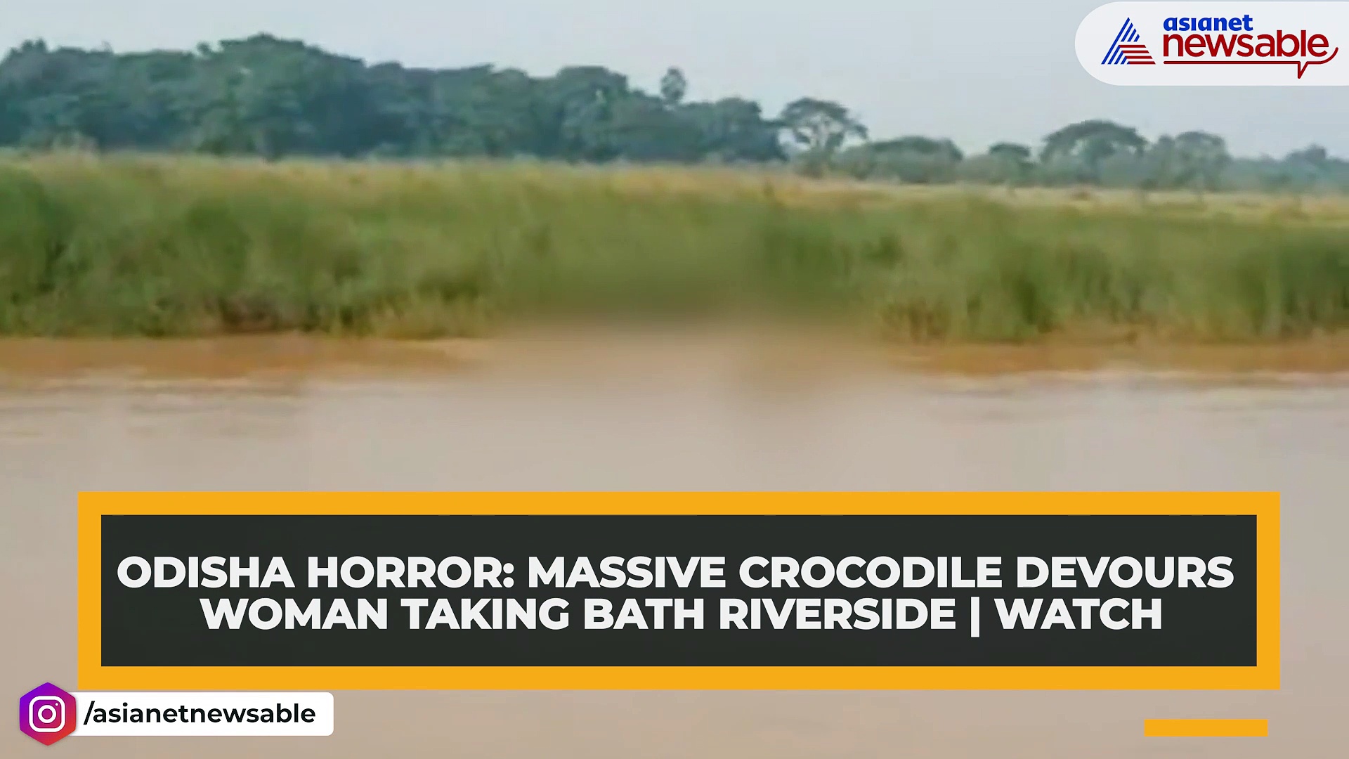 Odisha horror: Massive crocodile devours woman taking bath riverside | WATCH