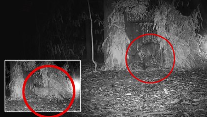 వైరల్ అవుతోన్న Tirumala leopard వీడియో | Telugu Oneindia