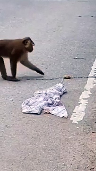 Most Funny Monkey Video