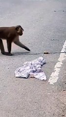Most Funny Monkey Video