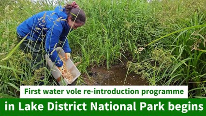 First water vole re-introduction programme in Lake District National Park begins