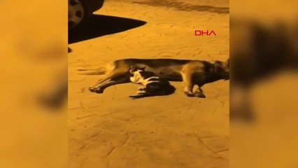 Köpek, annesini kaybeden yavru kedilere annelik yapıyor