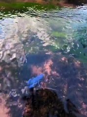 A rare blue crayfish chilling in water stream.