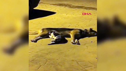 Chien maternant des chatons qui ont perdu leur mère