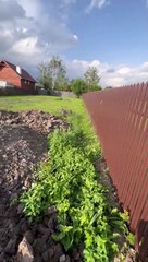 Helped a bird stuck in fence