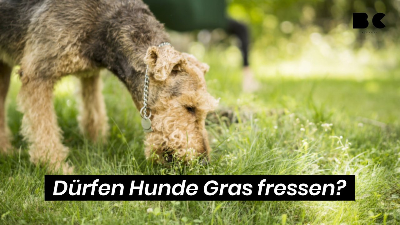 Dürfen hunde gras fressen?