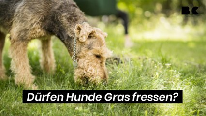 Dürfen Hunde Gras fressen?