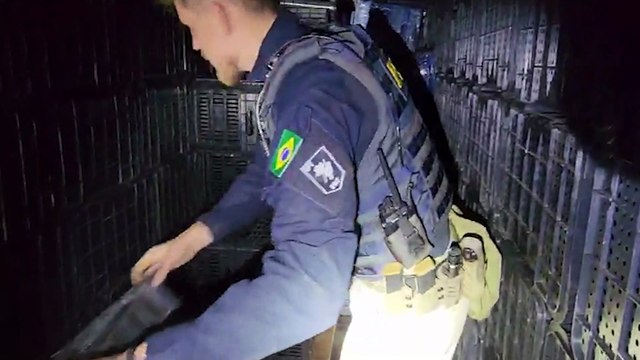 PRF apreende aproximadamente 4.208kg de maconha em Guarapuava