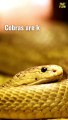 Best & Worst 09 Facts  Cobra Trends Just Gone Viral  #animals #cobra #shorts #reptilian #venom2