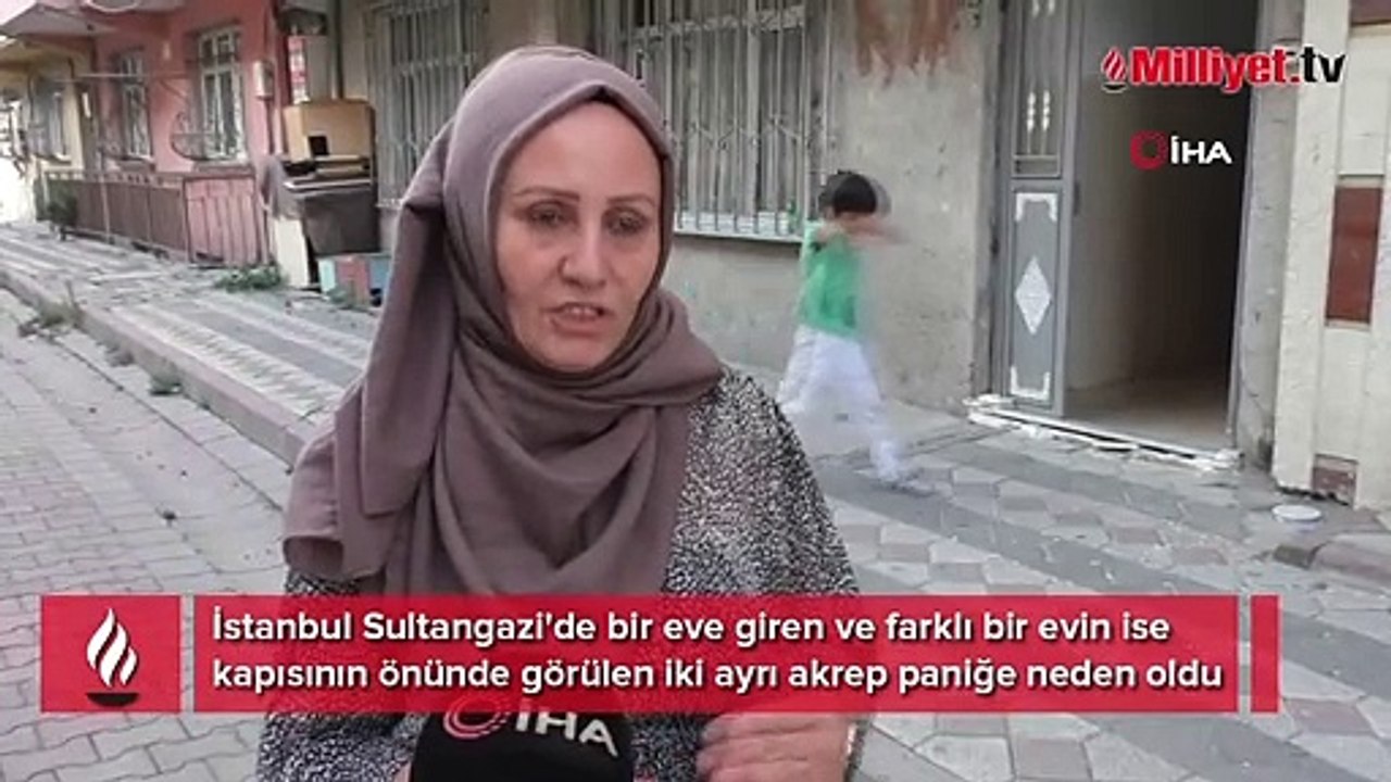İstanbul'da akrep paniği! Biri evde diğeri kapısının önünde görüldü ...