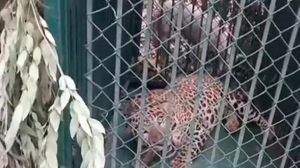 తిరుపతి జిల్లా: చిరుత ఎలా చిక్కిందో చూడండి... వీడియో