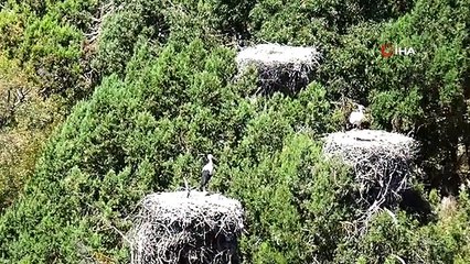 Sıcak Havalar Leylekleri Etkiliyor