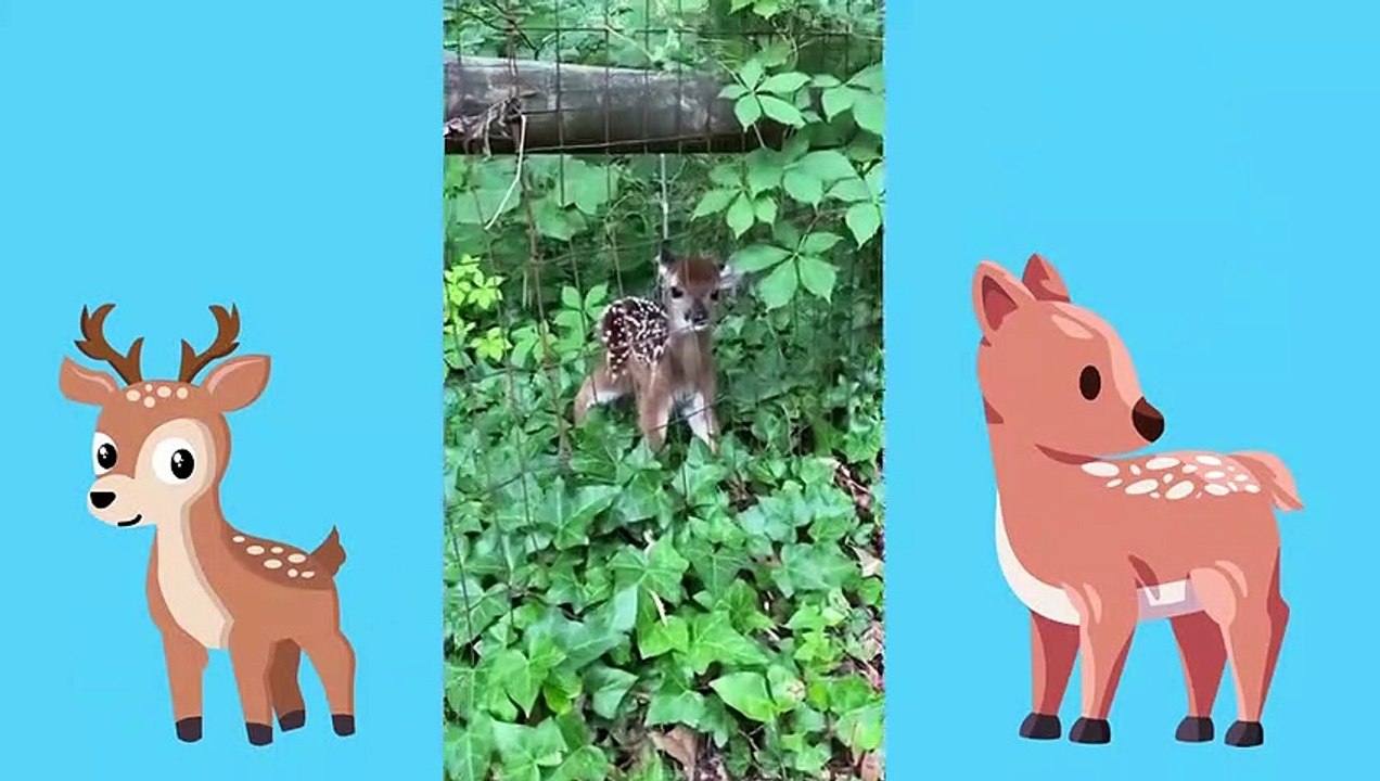 Baby Animals 6