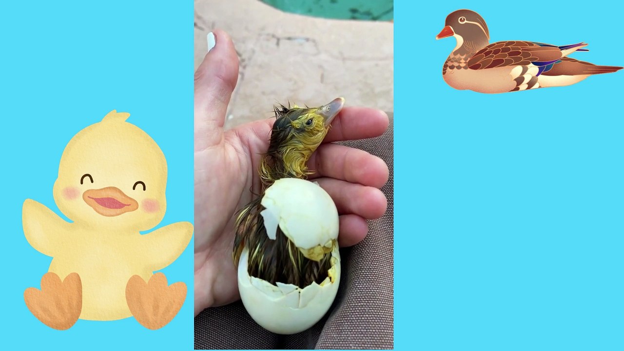Baby Animals 1