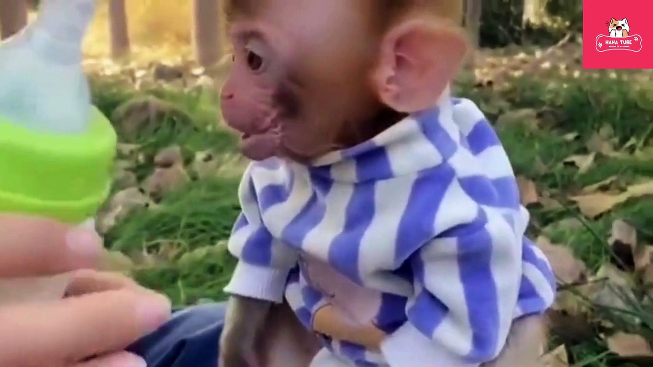 Cute Monkey Part 1