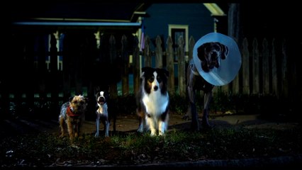 Strays Movie Clip - There's No Fence Here