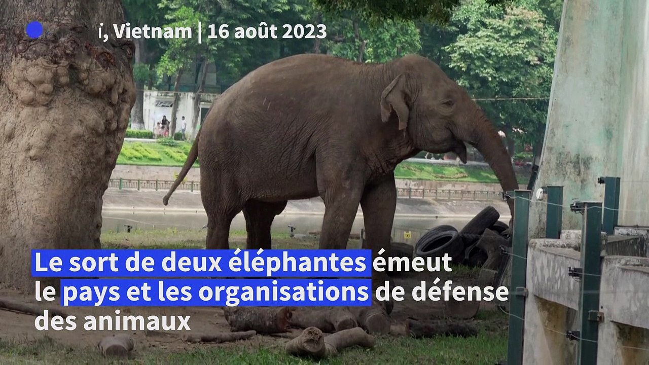 Deux éléphantes enchaînées dans un zoo émeuvent le Vietnam