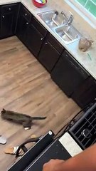 Cat Rescued From Cabinet Hole