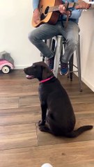 CHIEN QUI CHANTE - SINGING DOG