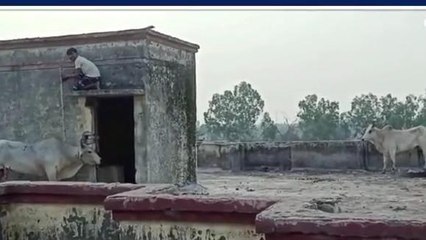 हरदोई: चार मंजिला इमारत पर चढ़े दो आवारा सांड,मची अफरा तफ़री