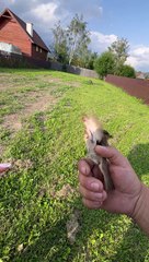Helped a bird stuck in fence