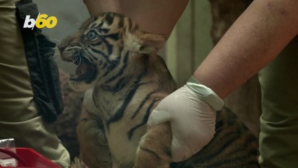 Sumatran Tiger Cubs Presented to Public at Frankfurt Zoo