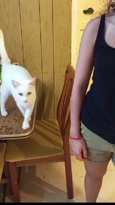 Deaf Cat Politely Asks For Pets