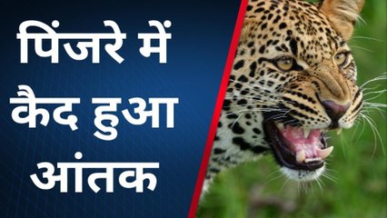 राजसमंद : पैंथर के खौंफ से गांव दहशत में, पिंजरे में कैद होने पर ग्रामीणों ने ली सांस