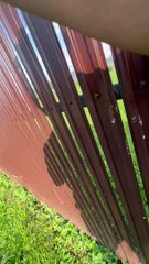 Helped a bird stuck in fence