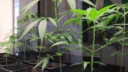 Alemania aprueba la "legalización controlada" del consumo de cannabis