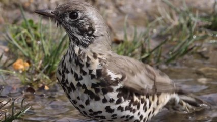 'You can watch this all day!' - Cute Mistle Thrush taking bath in a water puddle