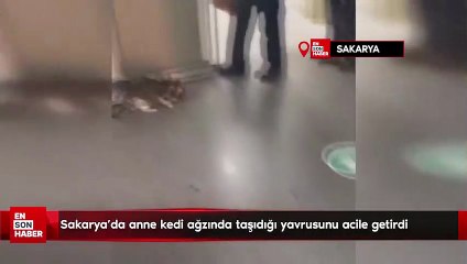 Sakarya'da anne kedi ağzında taşıdığı yavrusunu acile getirdi