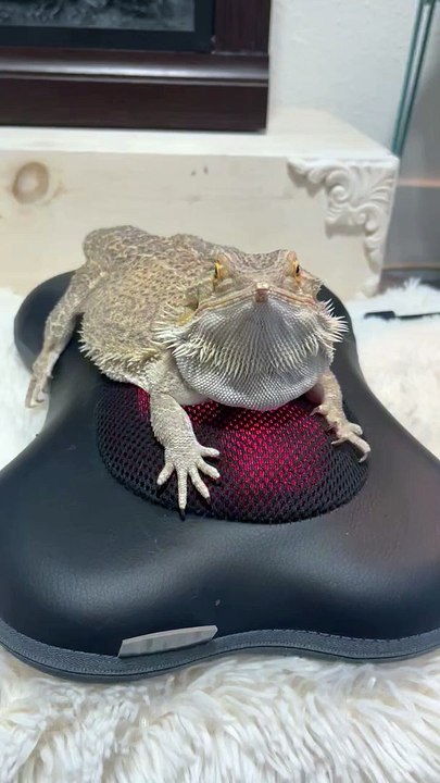 Le dragon barbu fait un tour sur un masseur roulant chauffant