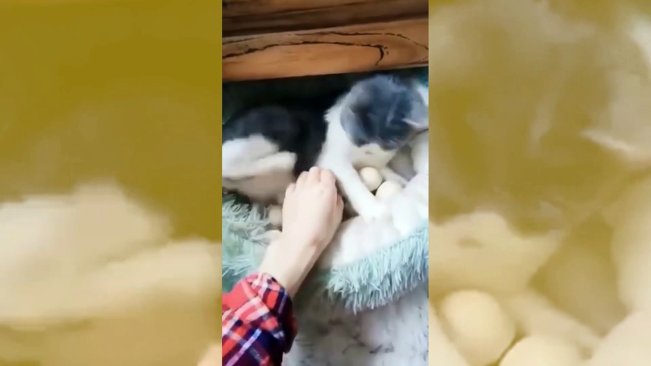 Vídeo fofo: gata choca ovos de galinha e trata pintinhos como filhotes