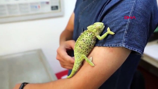 Le refuge pour animaux de la municipalité de Bodrum soigne les animaux sauvages blessés