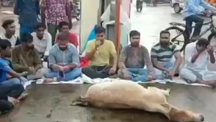नर्मदापुरम: घायल पशु को नहीं मिला ईलाज तो धरने पर बैठा पशु सेवक- देखिए ख़बर