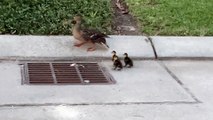 Rescuing Ducklings From A Storm Grate